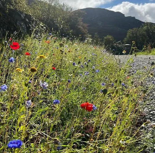 Secluded Thatched Cottage, Near Beaches & Hill Walking Hébergement de vacances *